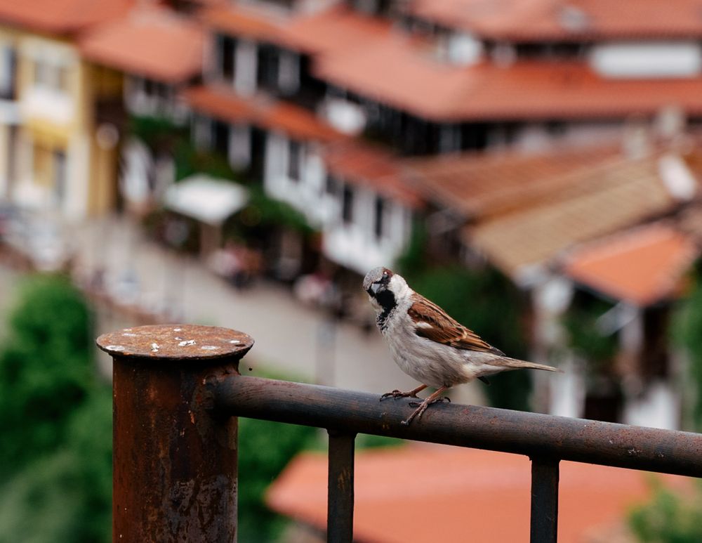 Photograph by Teodora Kremova