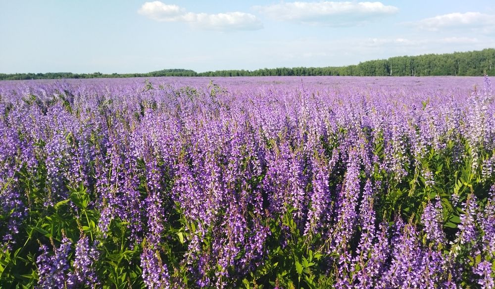 Photograph by Юлия Морозова