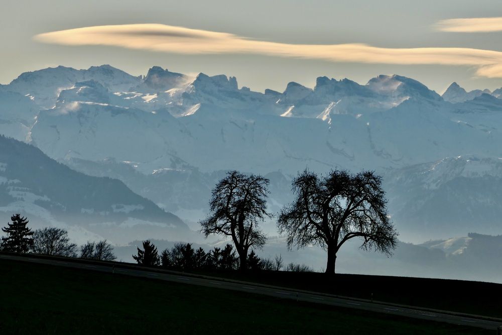 Two trees