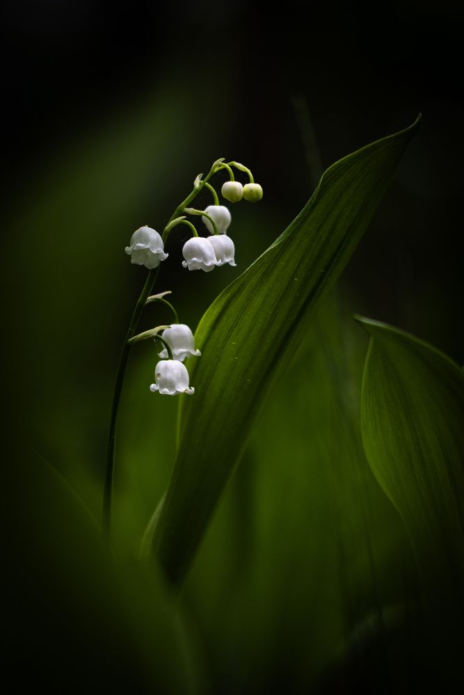 Photograph by Anna Shchurok