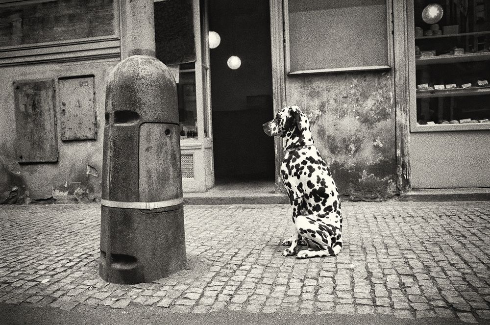 Photo #13688195
