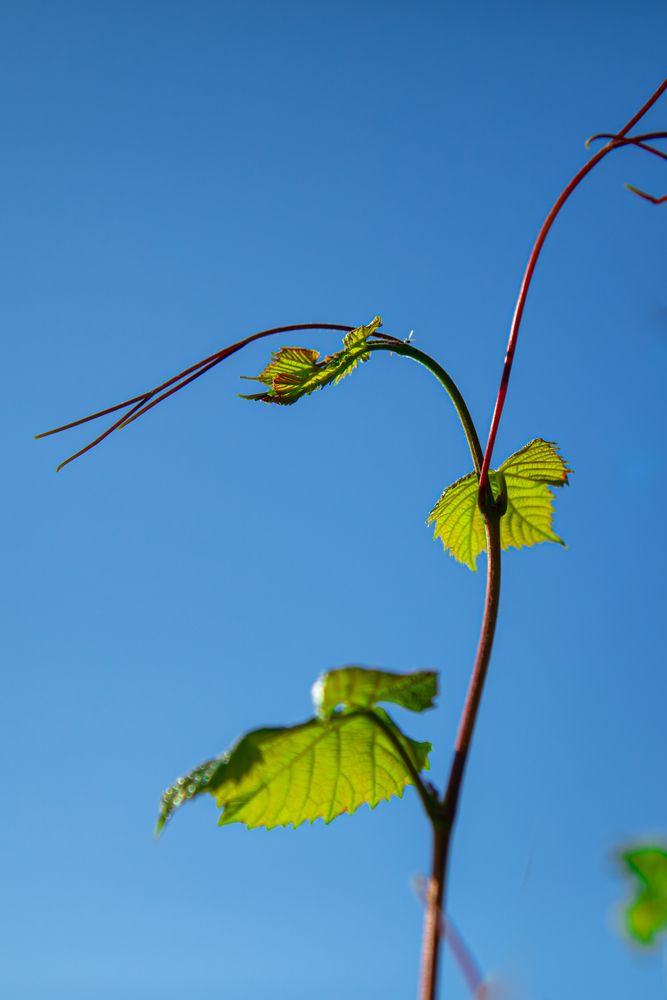 A beautiful low angle close up photograph focusing on a young green grape vine sprout with delicate leaves rising into a clear blue sky