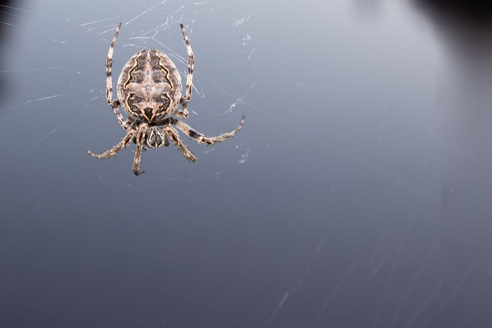 A spectacular macro close up photograph showing a detailed European garden spider araneus diadematus sitting on its silk web against a smooth grey background