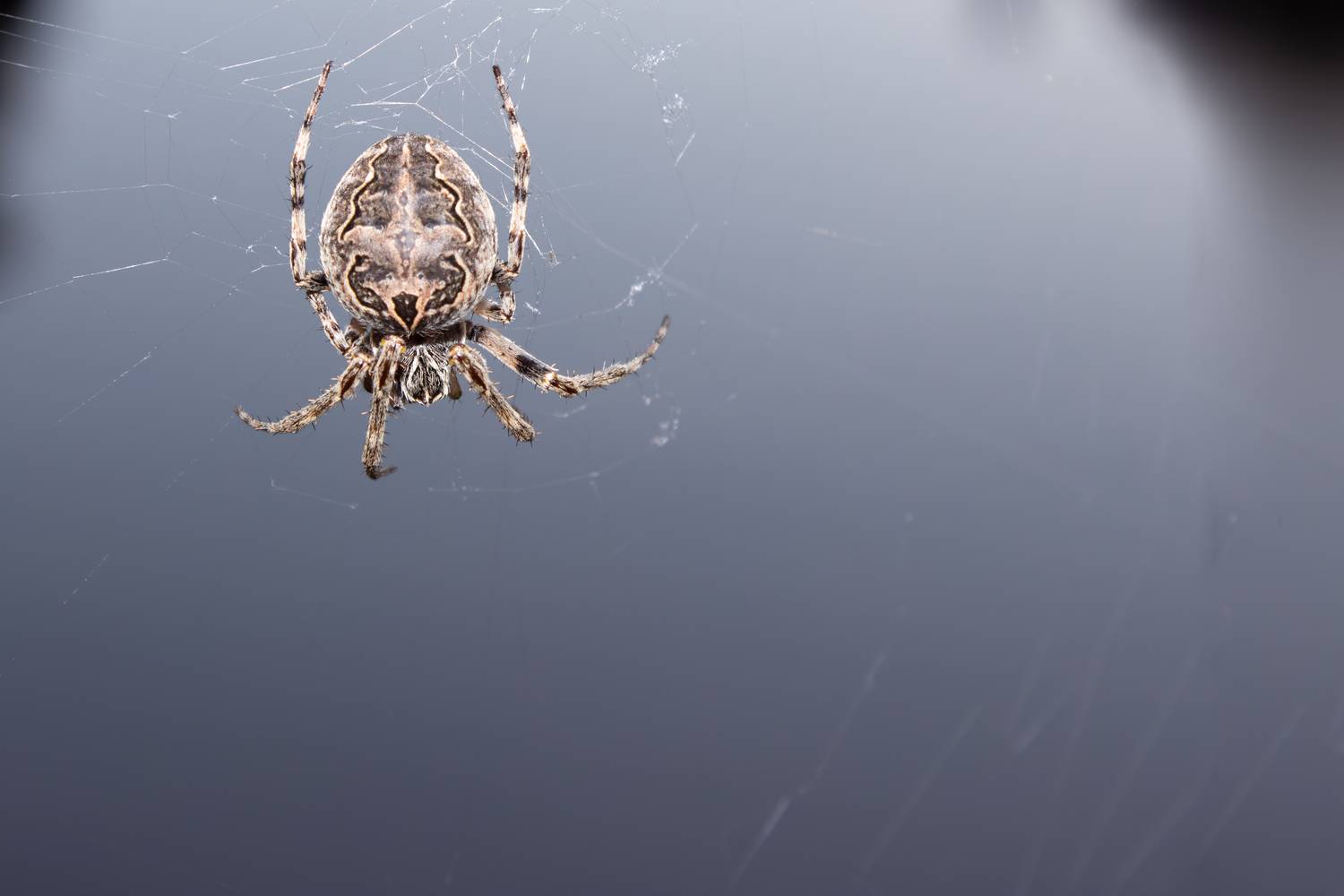 A spectacular macro close up photograph showing a detailed European garden spider araneus diadematus sitting on its silk web against a smooth grey background A spectacular macro close up photograph showing a detailed European garden spider araneus diadematus sitting on its silk web against a smooth grey background