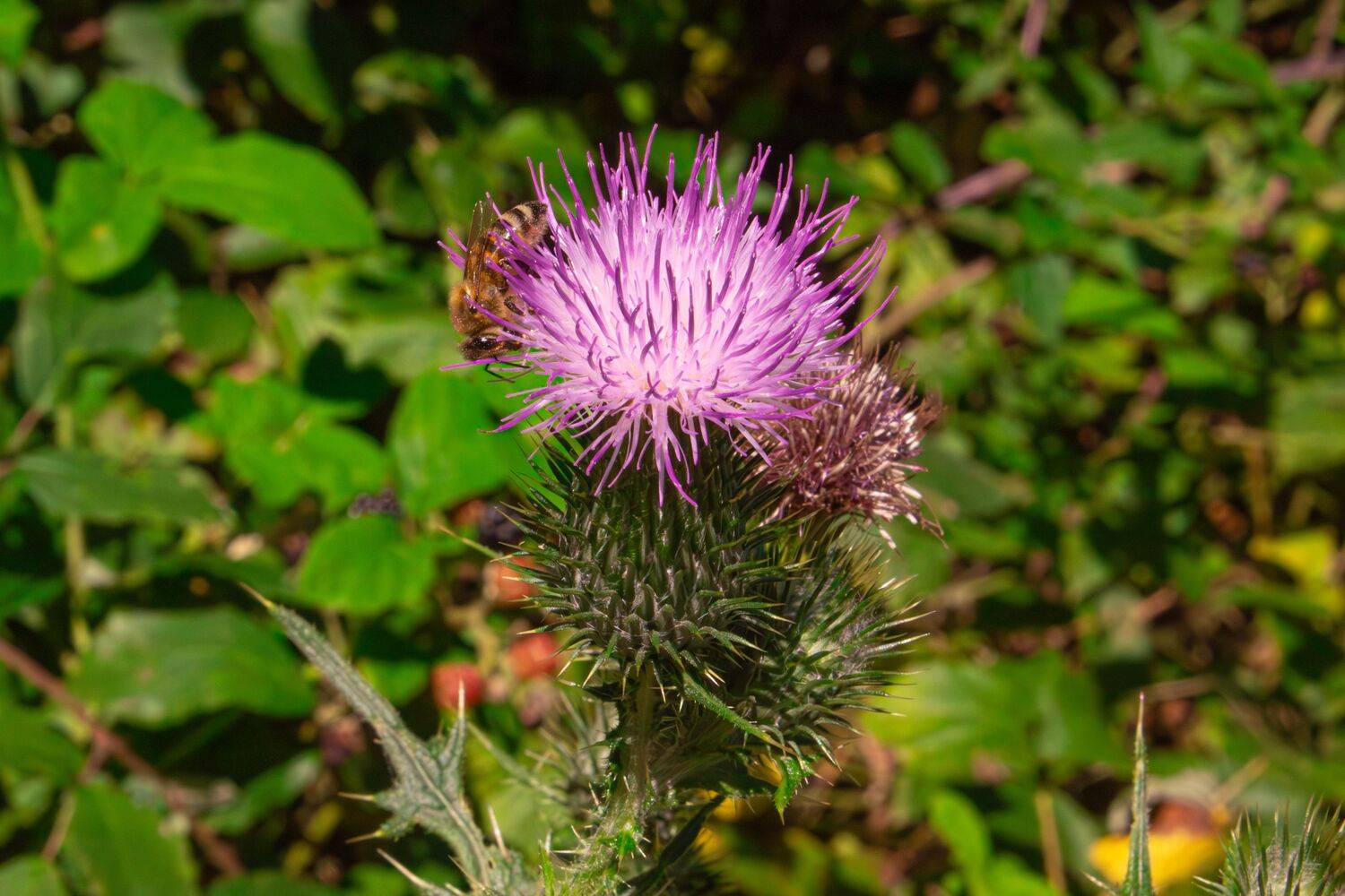 A spectacular macro close up photograph showing a beautiful honey bee apis mellifera collecting nectar on a purple milk thistle flower in a sunny summer garden