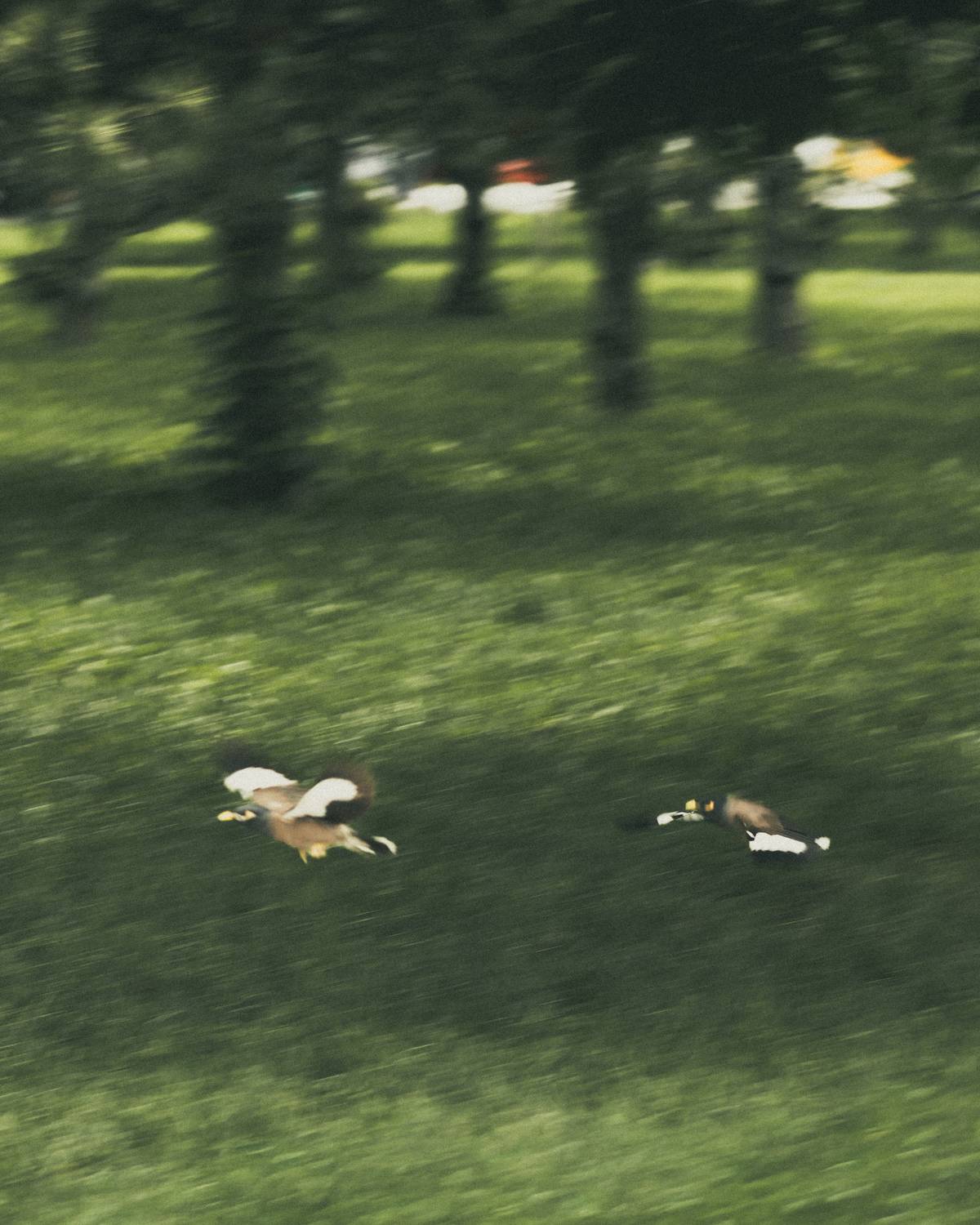 Photo #13688298