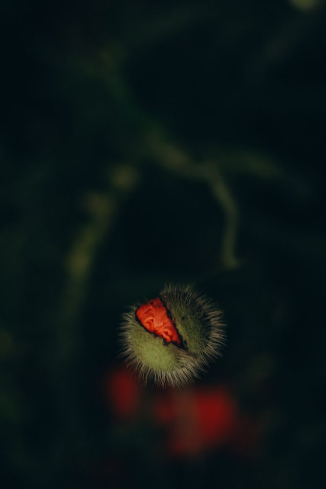 Photograph by Ирина Романовская
