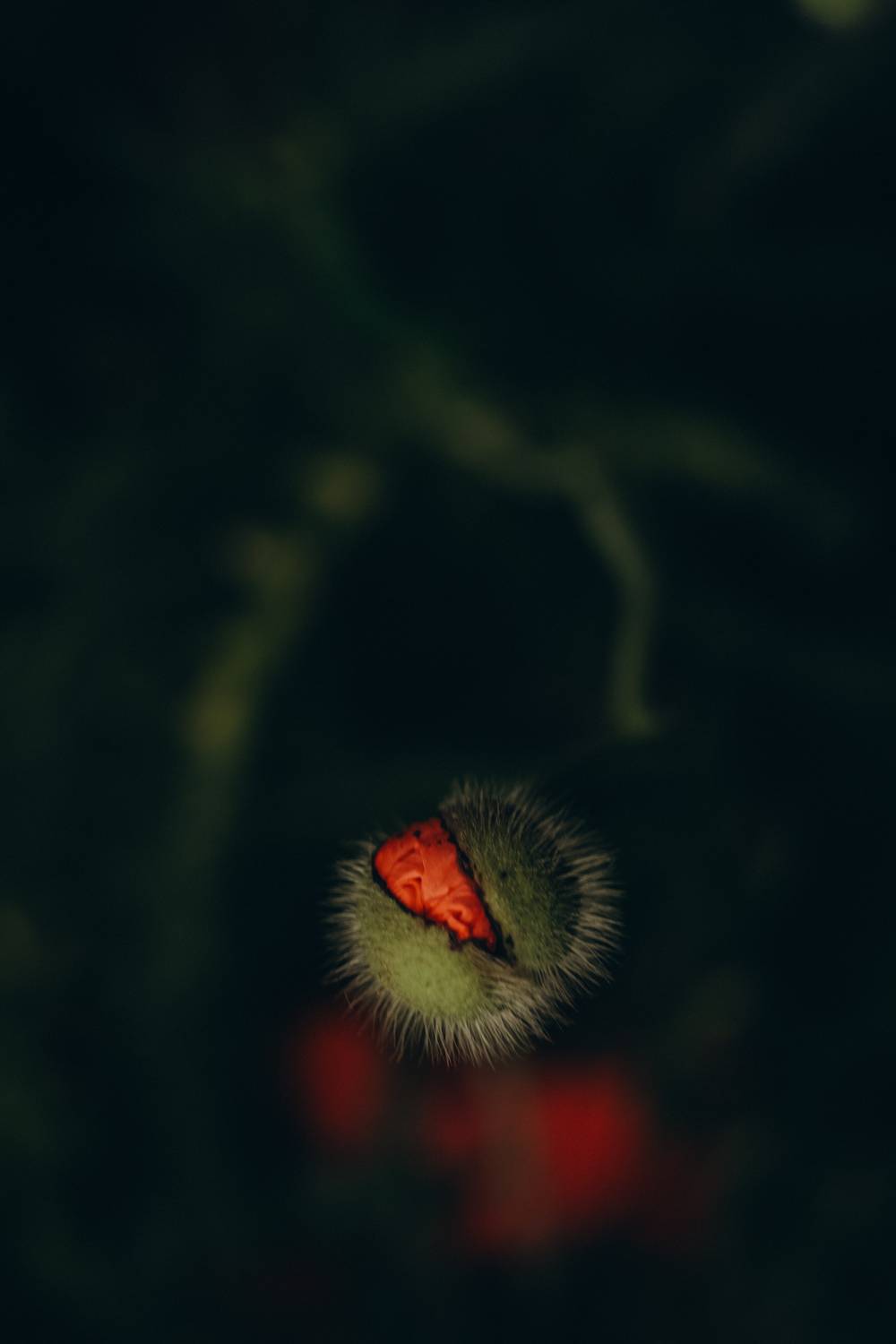 Photo #13688301