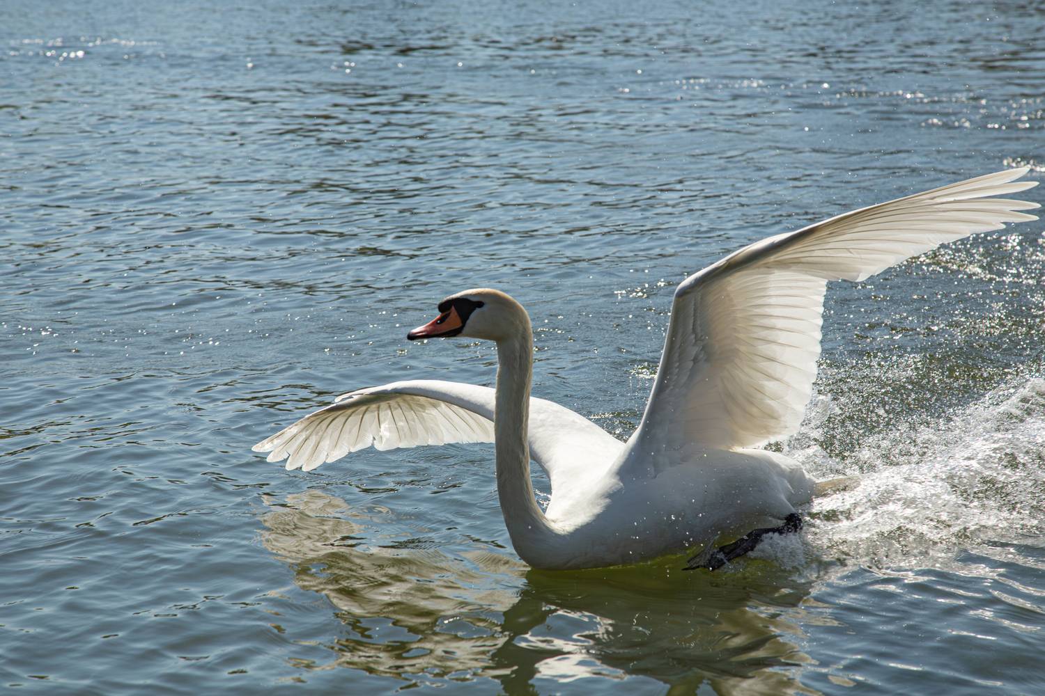 A spectacular dynamic action photograph showing a majestic white mute swan cygnus olor landing on a river water surface with fully spread wings and water splashes