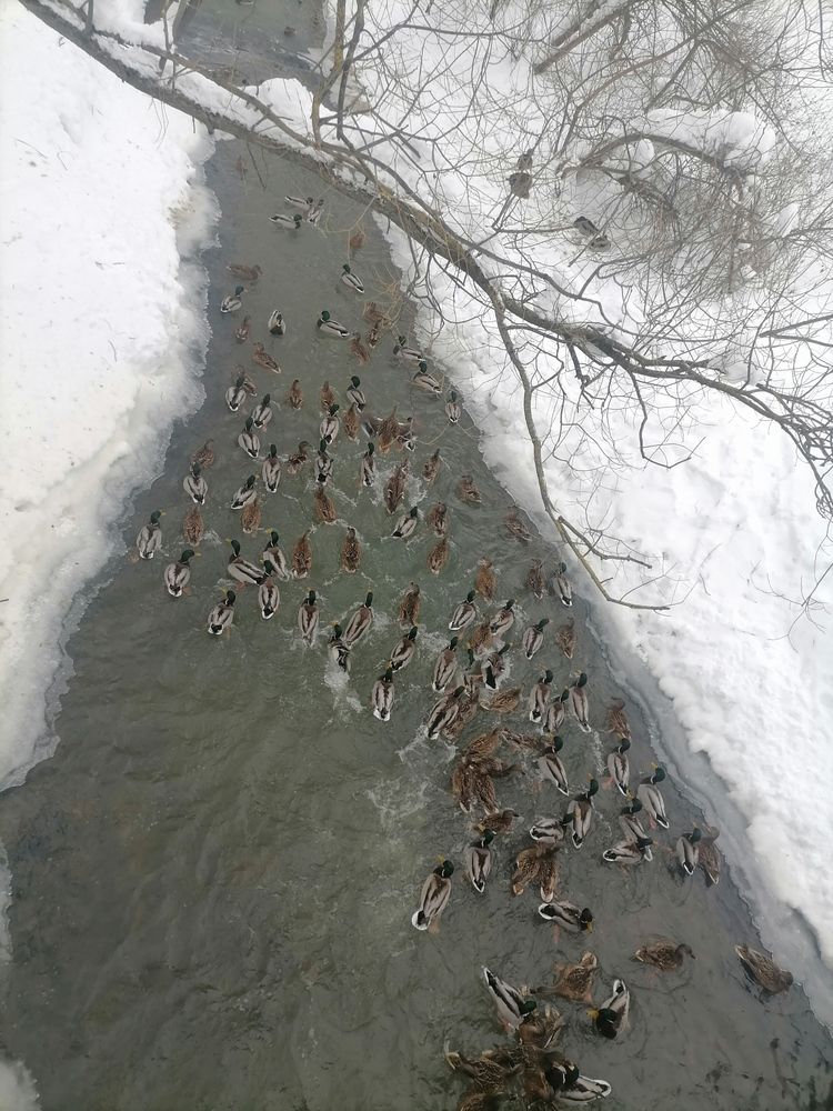 Динамичный птицы в городе Москве.