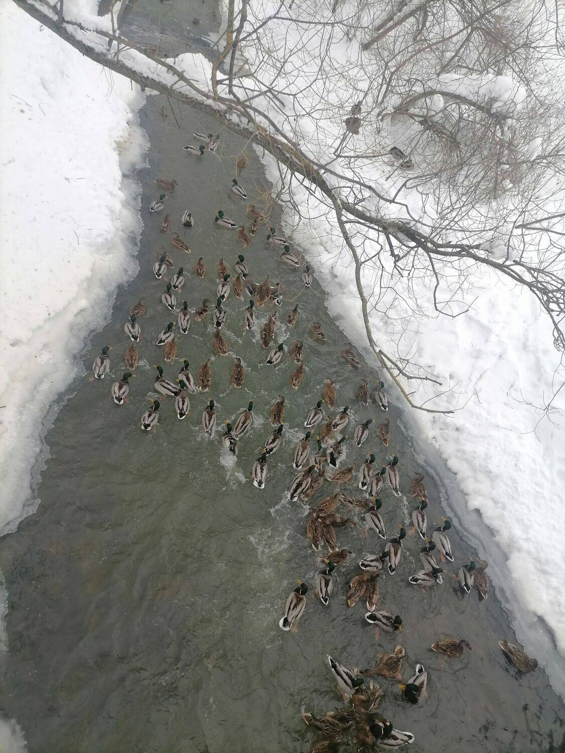 Динамичный птицы в городе Москве.