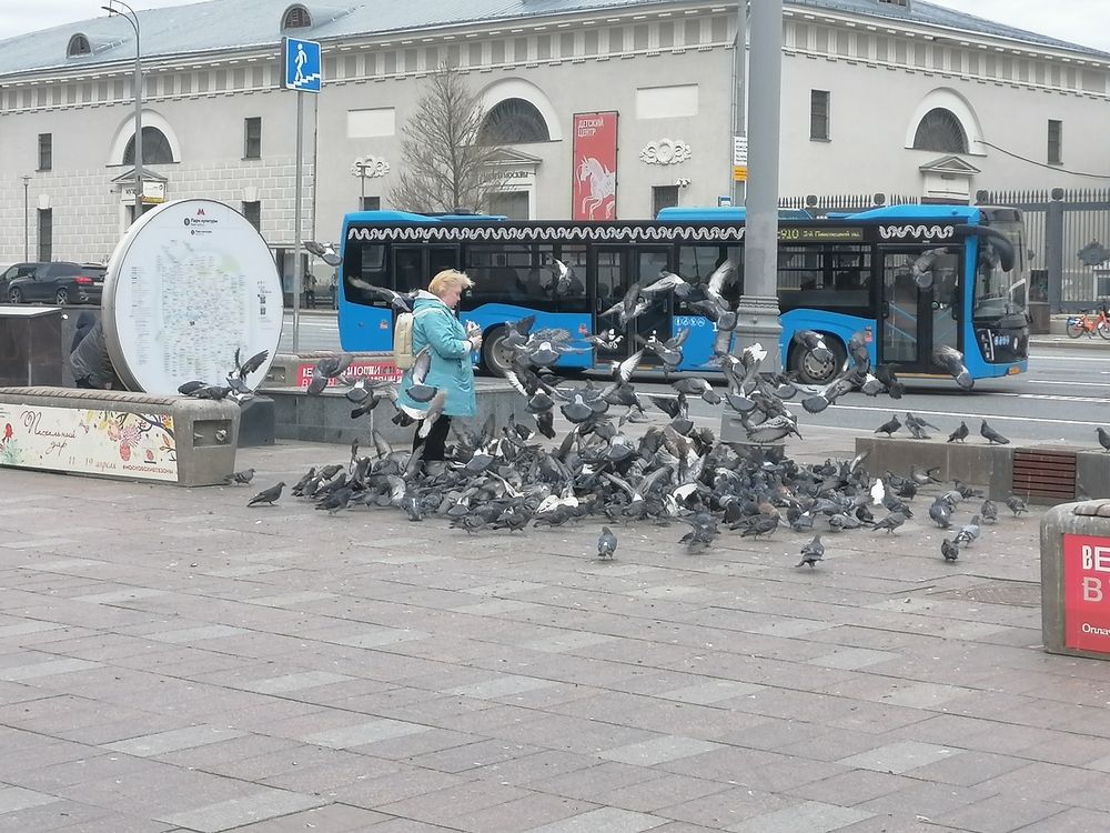 Птицы в городе Москве.