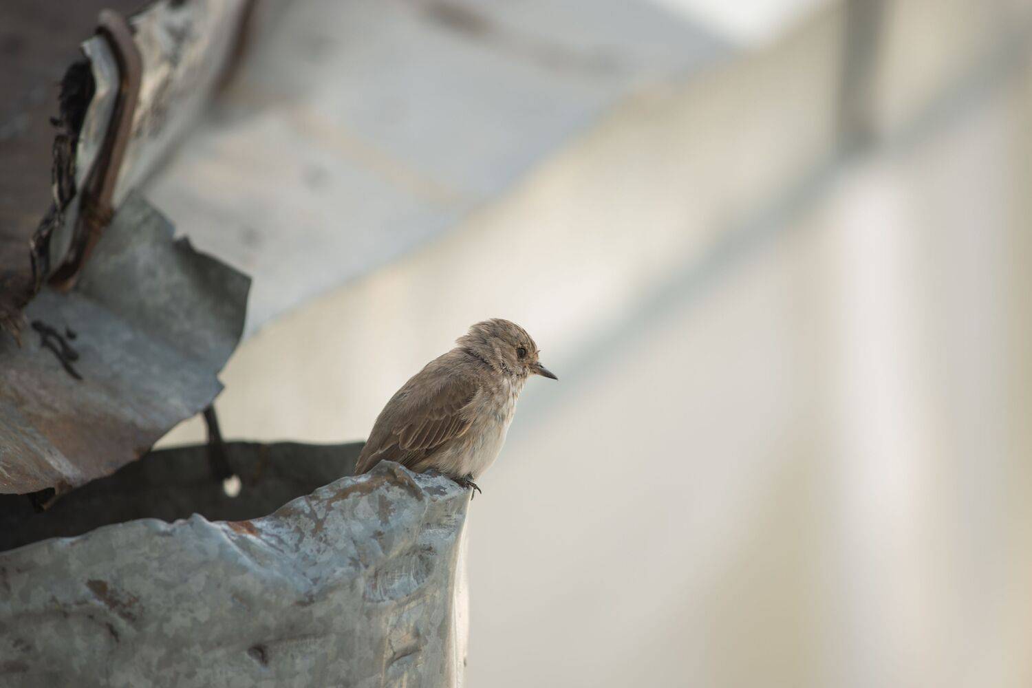 Photo #13688597