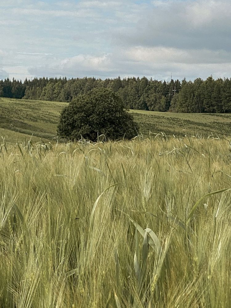 Photograph by Лариса Гришкевич