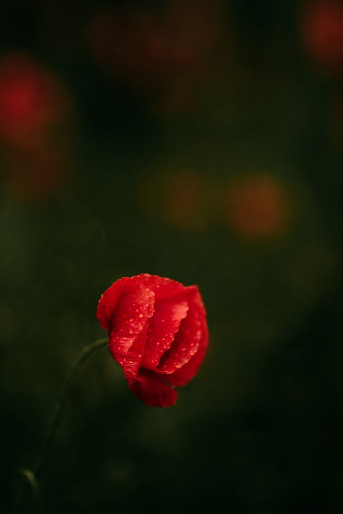 Photograph by Sandra Tines