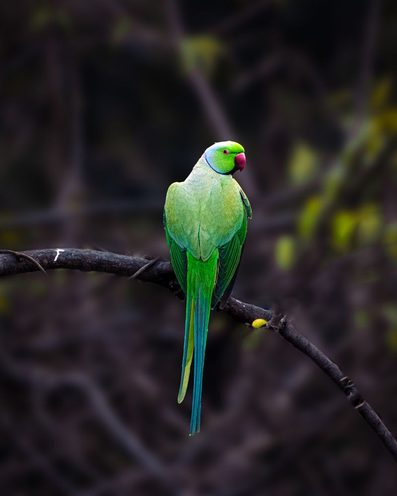 Lonely Parrot