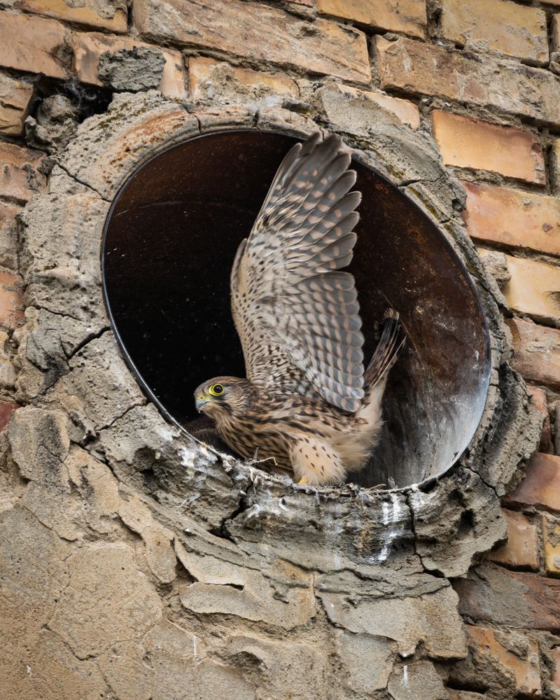 Practice before fledging