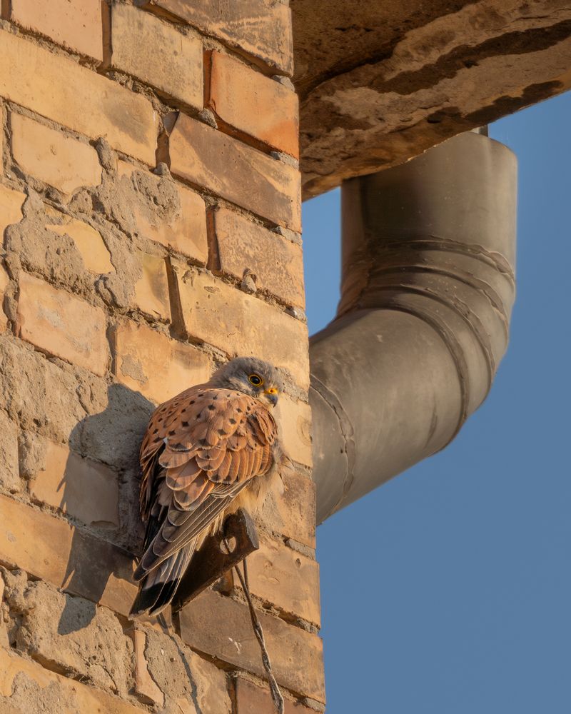 Sunbathing kestrel