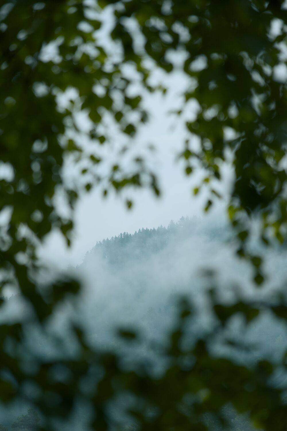Photo #13688768