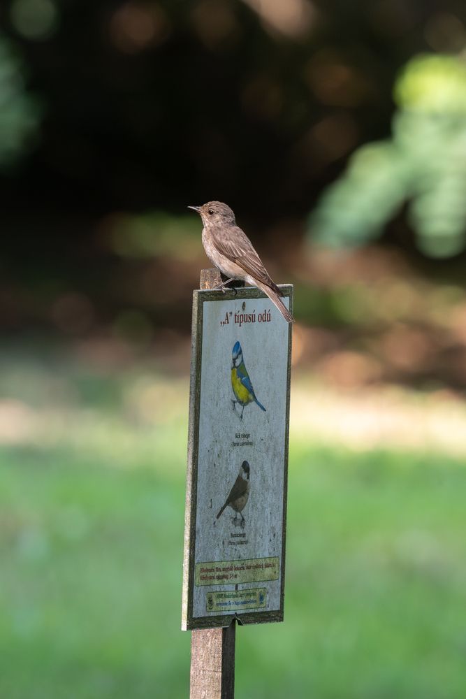 Photograph by Flora Sz.