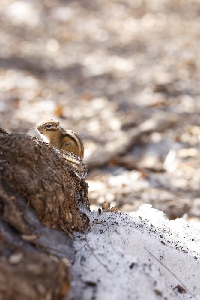 Photograph by Раиса Кравченко