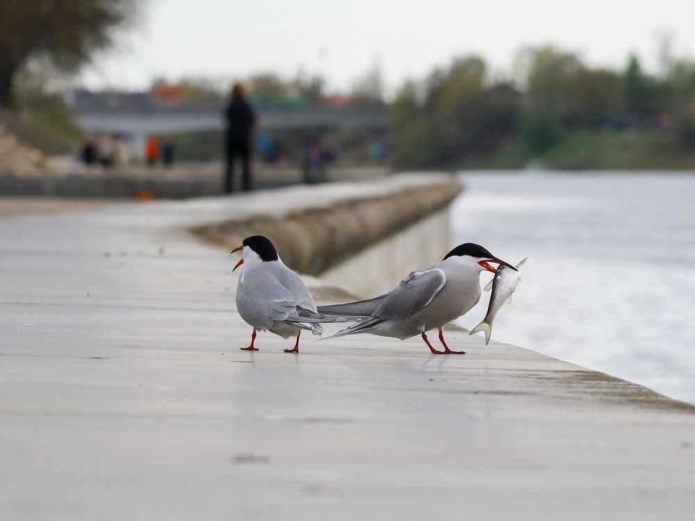 Photograph by Ирина Корабельникова