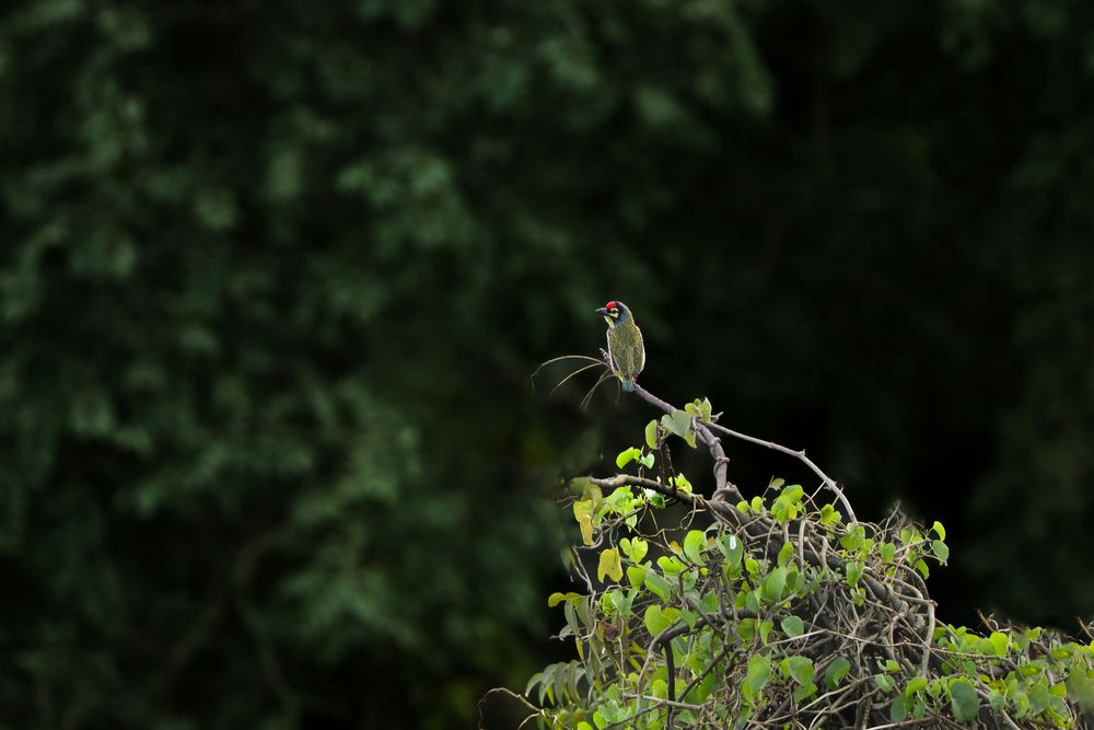 Photograph by Surjadeep Gupta