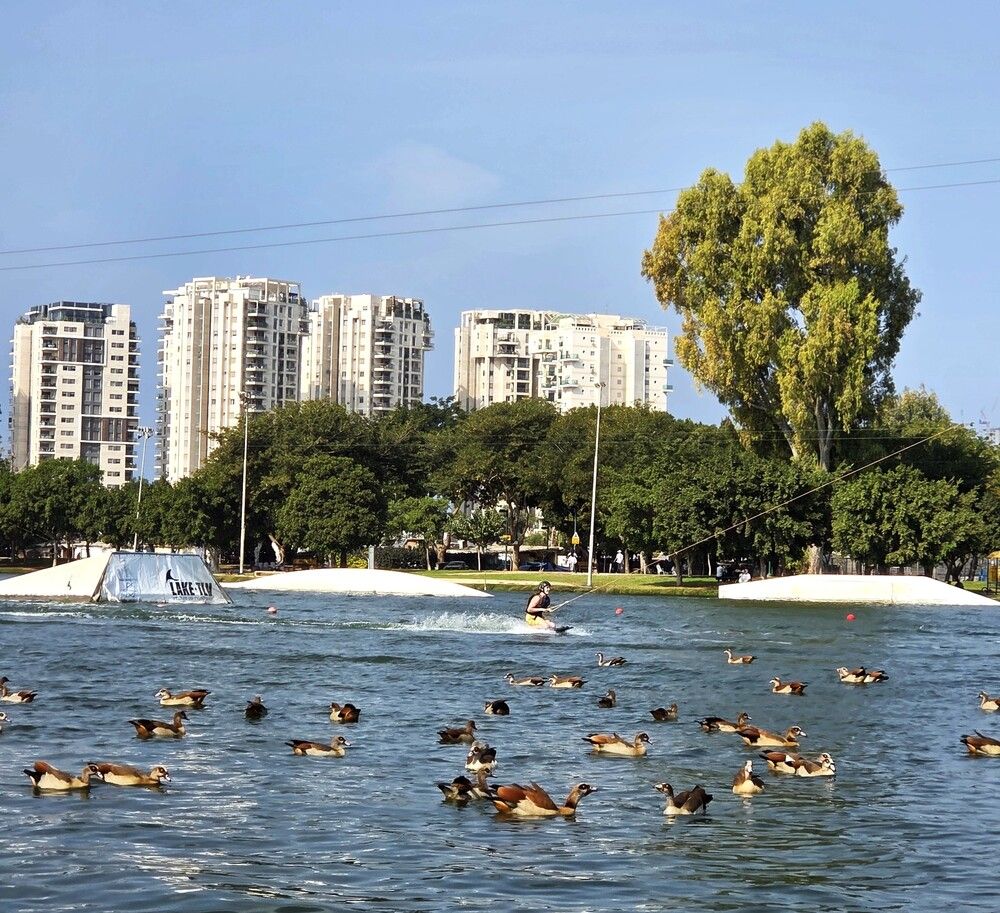 Утки в городе