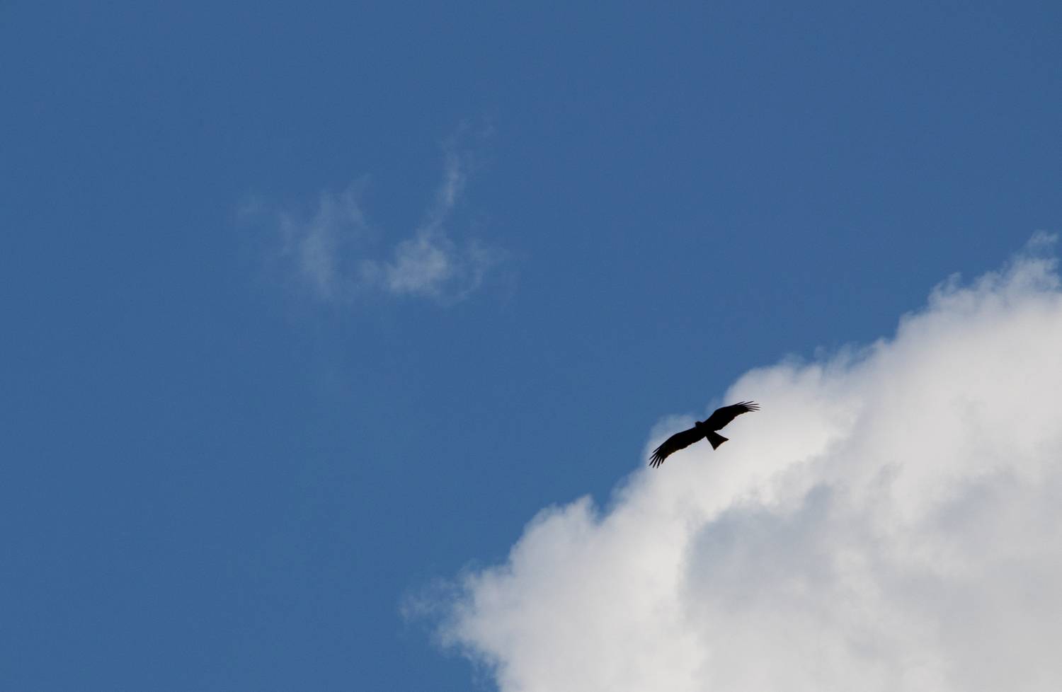 Photo #13689212