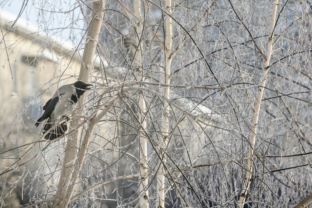 Photo #13689227
