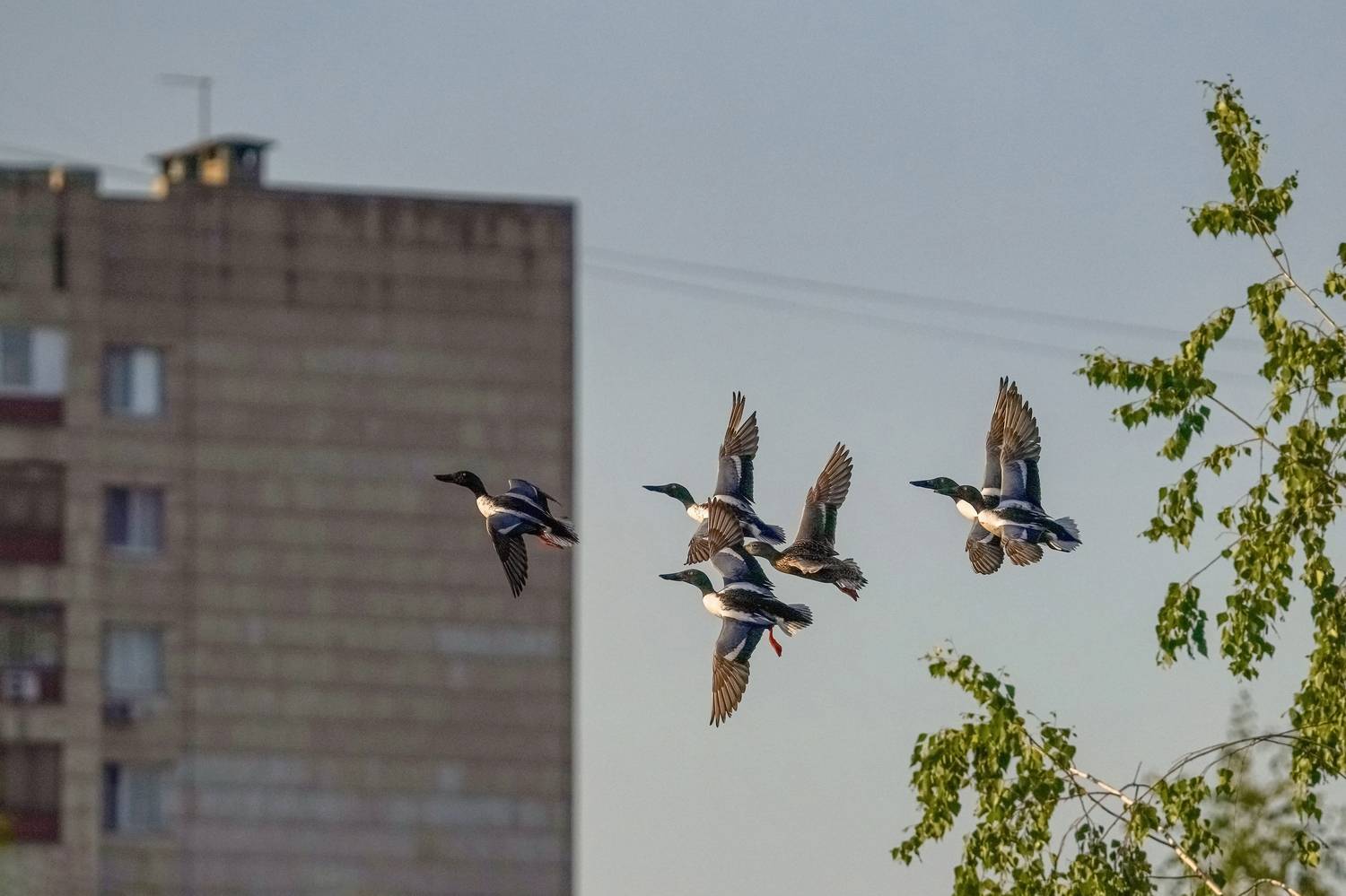 Photo #13689342