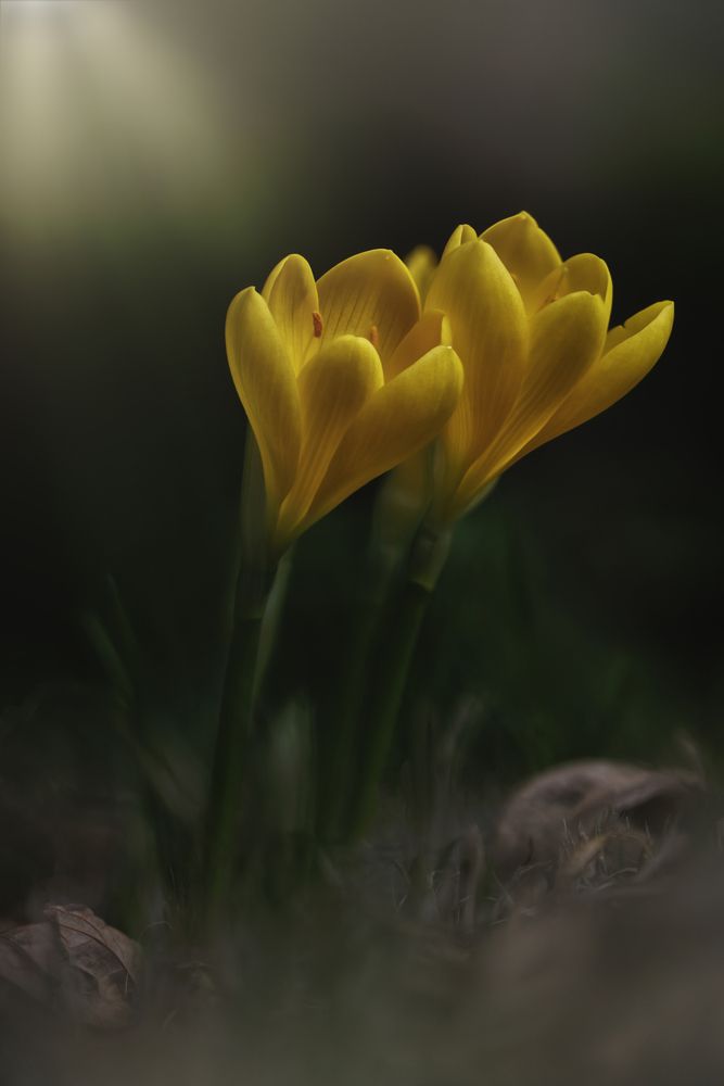 Krokusse