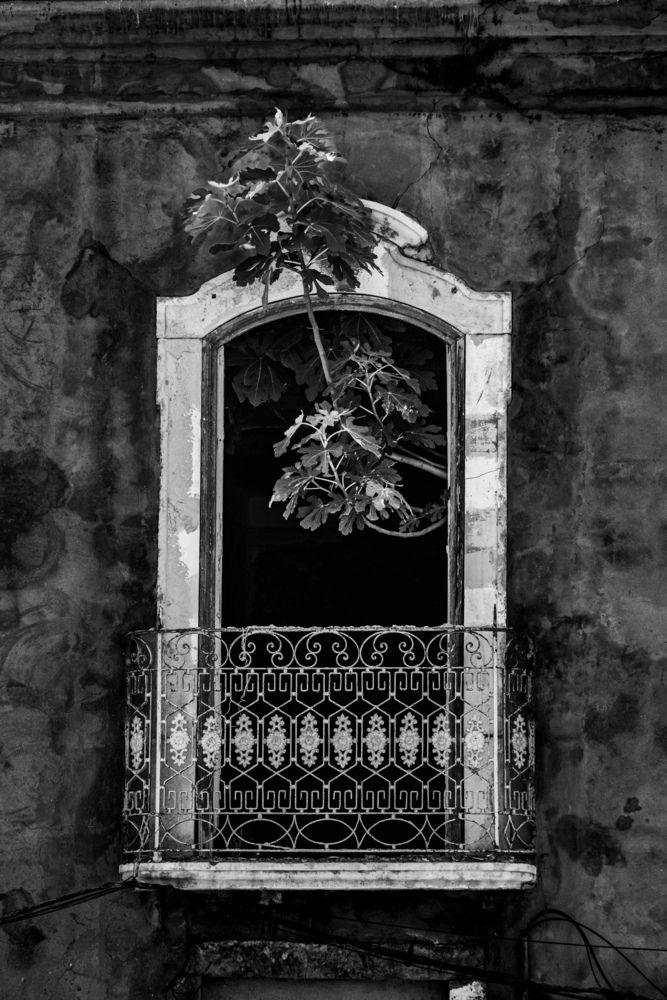 Photograph by Moony Wolffie