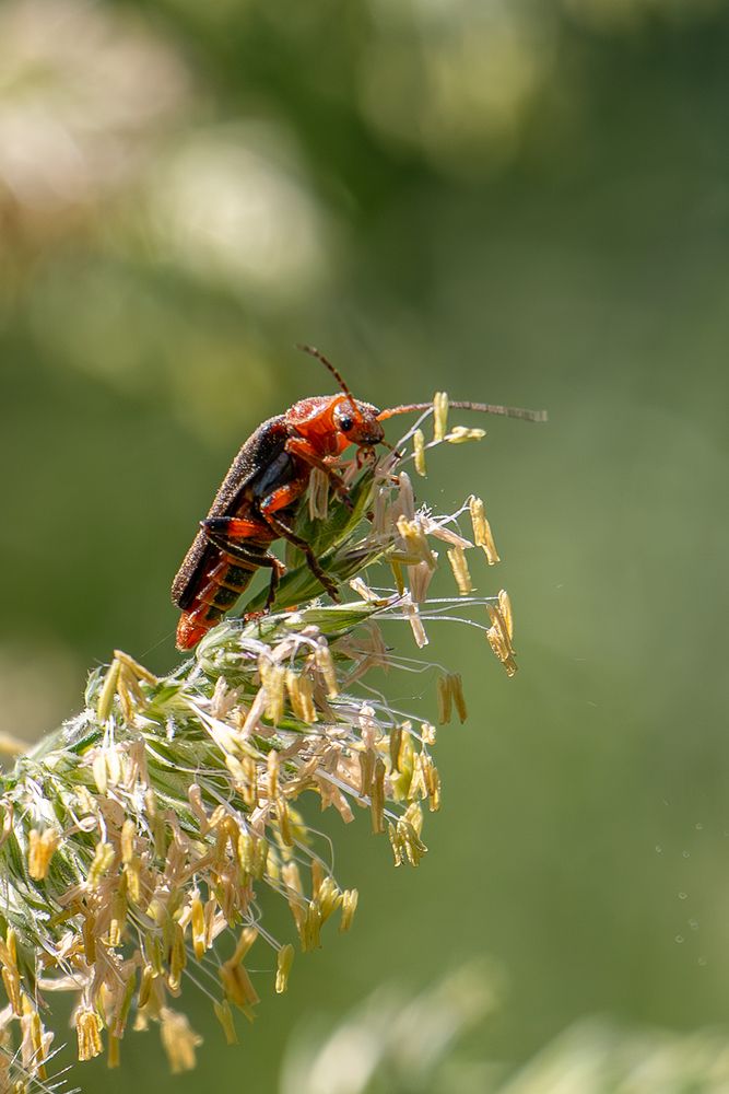 Photograph by Nadezhda Khrustaleva