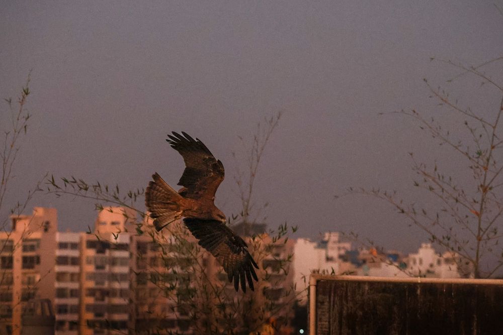 Photograph by Subhajit Datta