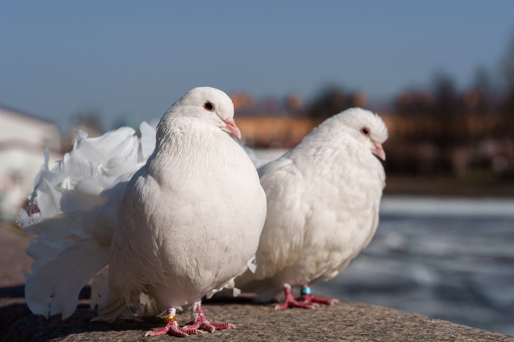 Photograph by Драневич Евгений