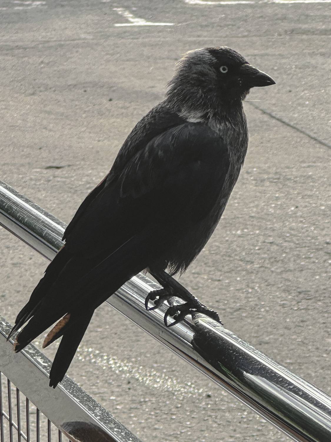 Photo #13689859
