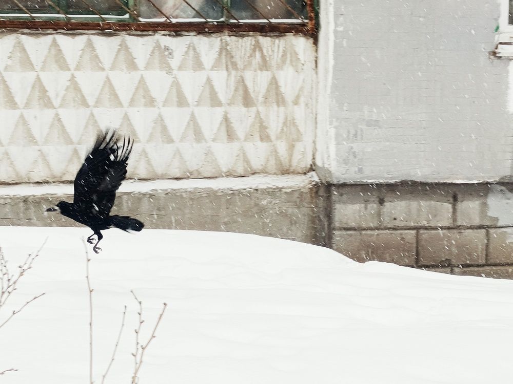 Photograph by Анастасия Чепурнова