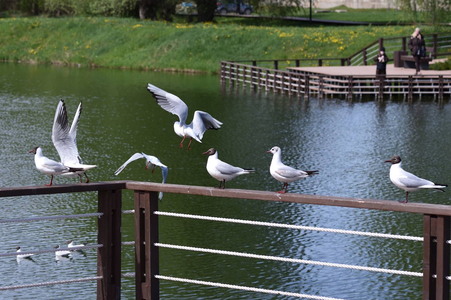 Photo #13690012