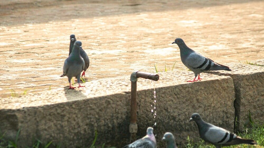 Photograph by Nadarajan Lakshmanswamy