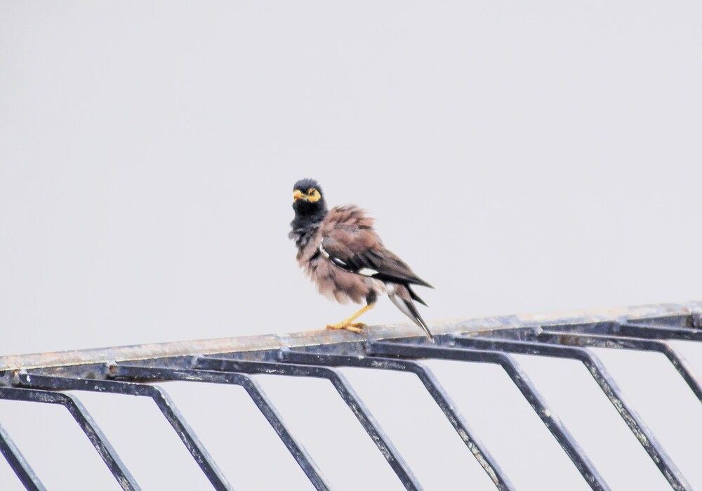 Photograph by Nadarajan Lakshmanswamy