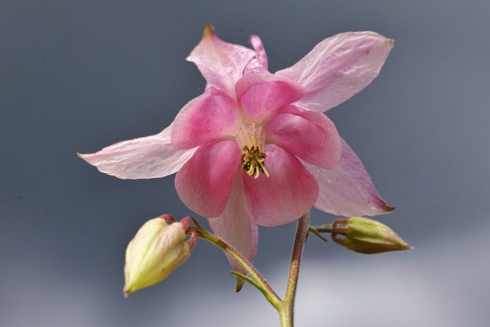 Photograph by Микрокосмос Владимир