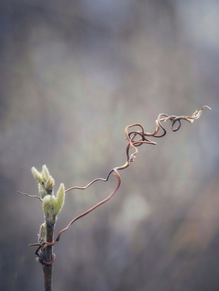 Photograph by Ирина Корабельникова