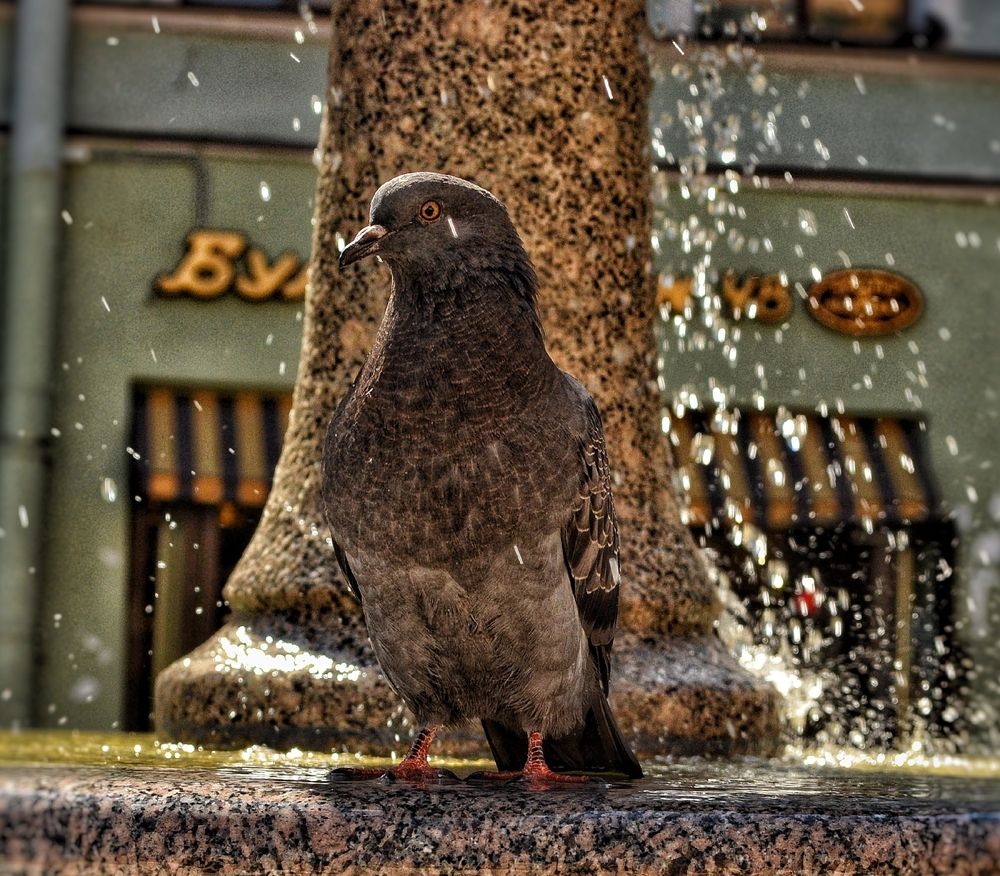 Photograph by Дайана