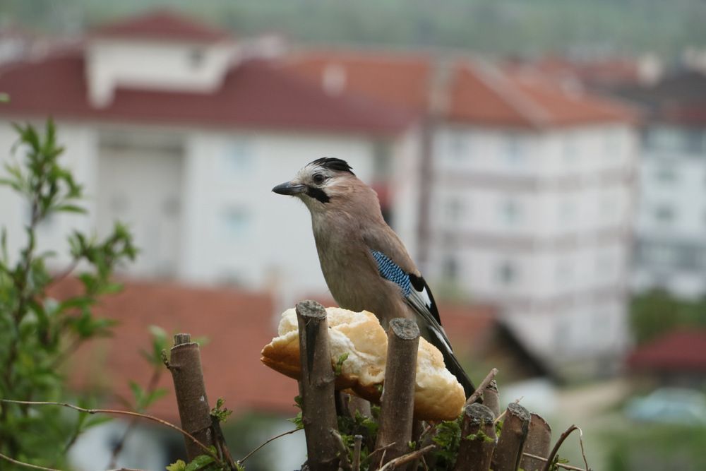 Фотография автора Cengiz Yalcin