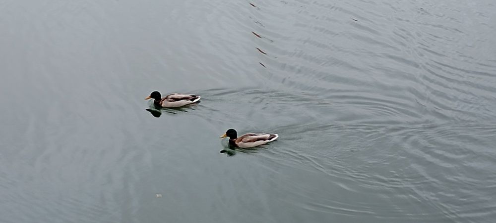 Photo #13690362