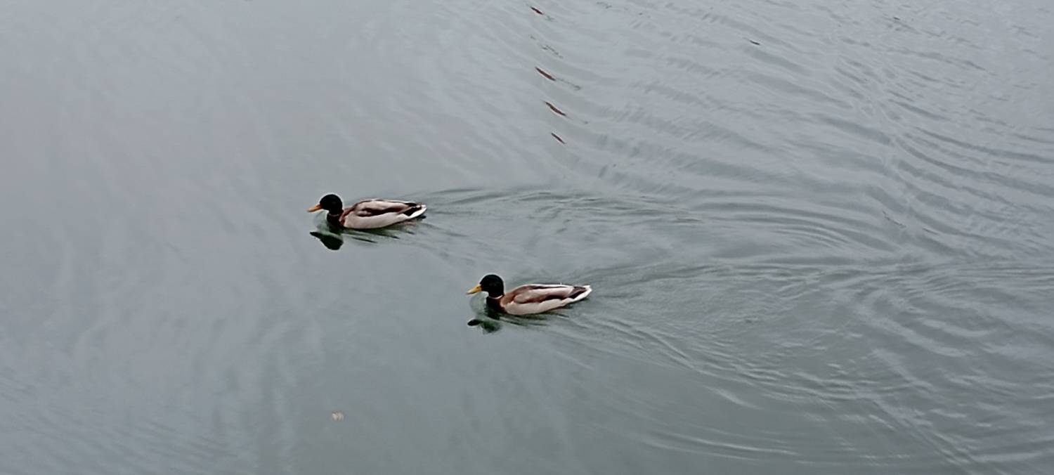 Photo #13690362