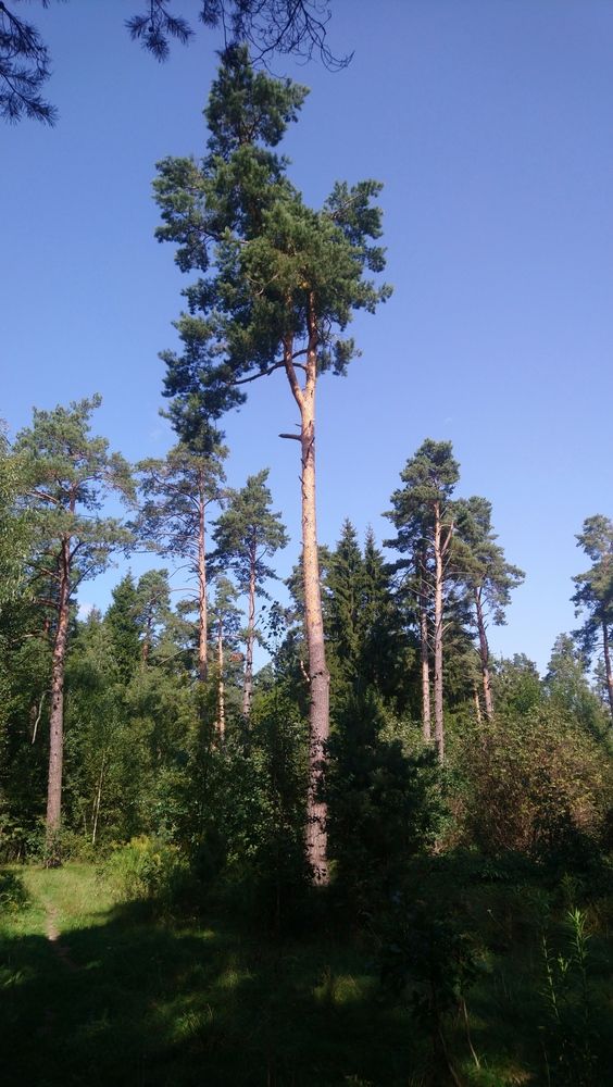 Photograph by Михаил Сербаев