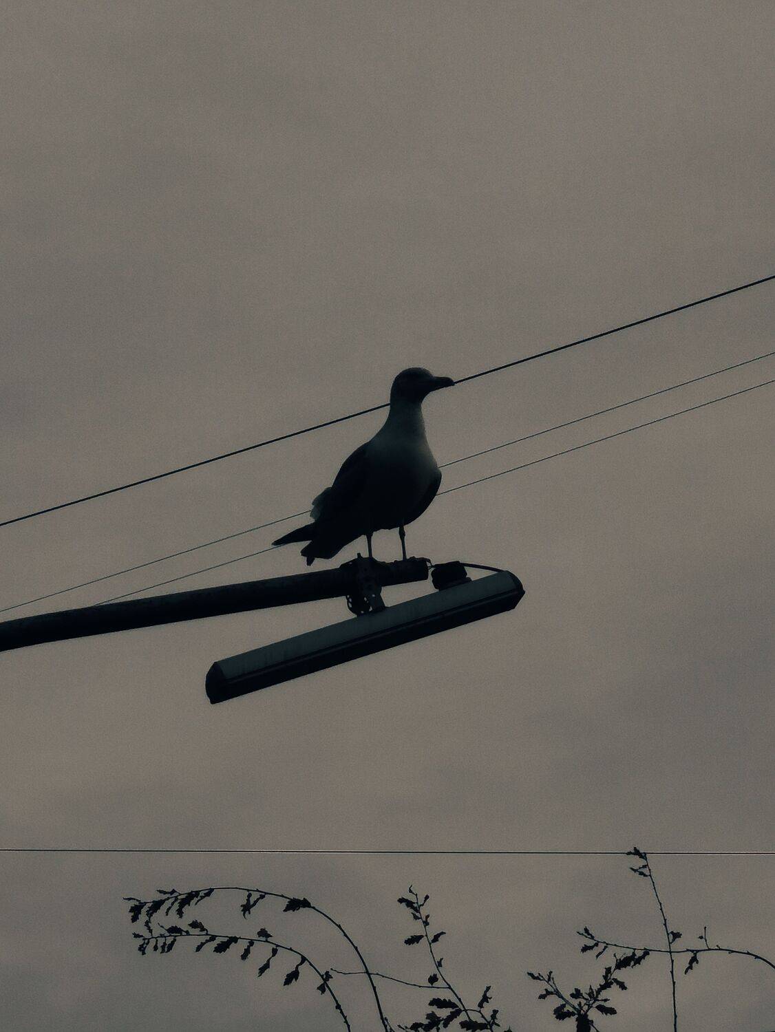 Photo #13690431