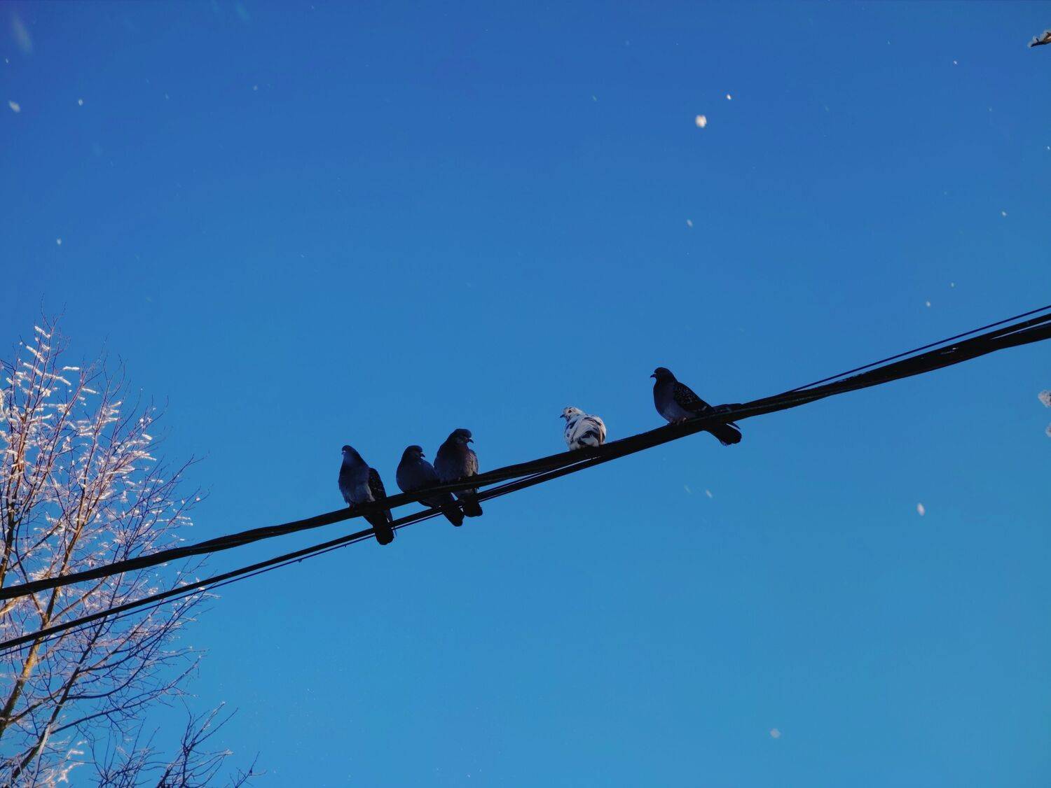 Photo #13690432
